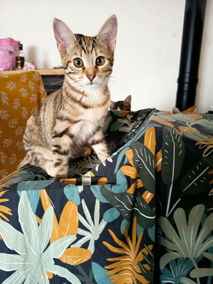 Adopter Lara
