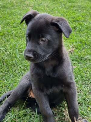 Adopter Ava
