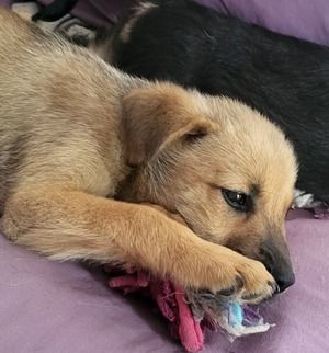 Adopter Cialao
