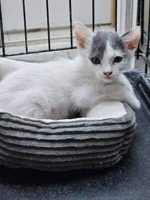 Adopter ZEBULON