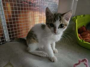 Adopter ZELIE