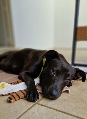 Adopter Kanel