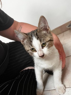 Adopter Chester