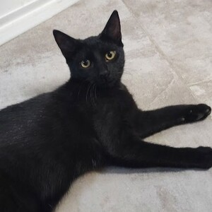 Adopter Blizzard