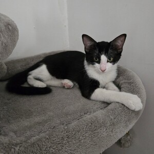 Adopter BRIGNOLES