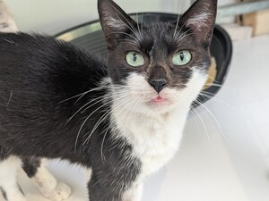 Adopter Alba