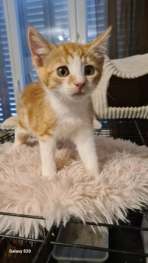 Adopter BAYLEE