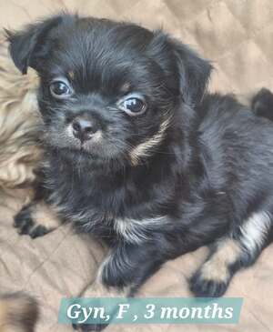 Adopter GYN