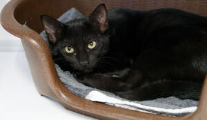 Adopter Dallas