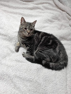 Adopter Clyde 