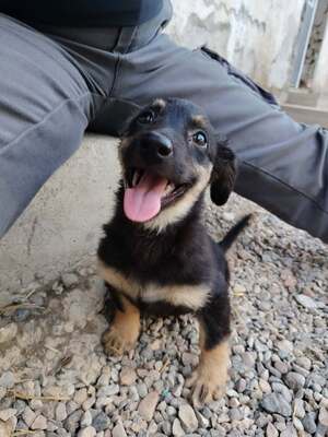 Adopter Chouquette
