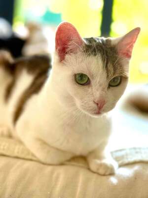 Adopter Petit pain