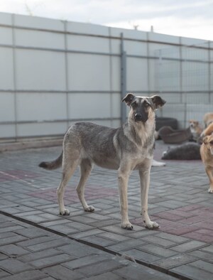 Adopter Zazie