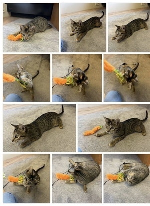 Adopter Panteria