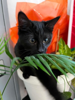 Adopter Nouméa