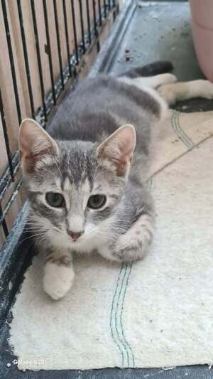 Adopter PACHA