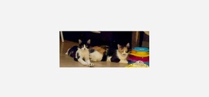 Adopter Skadi et moosh 