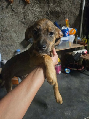 Adopter Balto