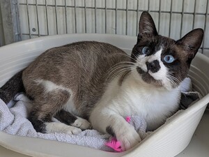 Adopter Aime