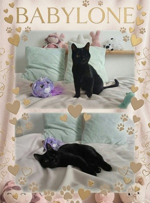 Adopter Babylone