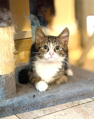 Adopter Isack