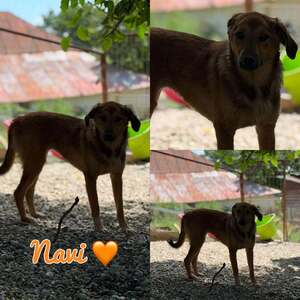 Adopter Navi