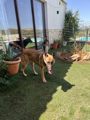 Adopter Nero 