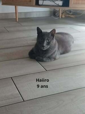 Adopter HAIIRO