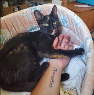 Adopter Sacha