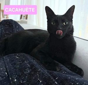 Adopter Cacahuète 