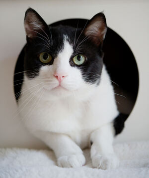 Adopter Comete