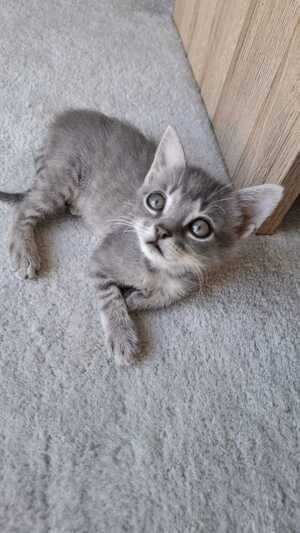 Adopter Boon