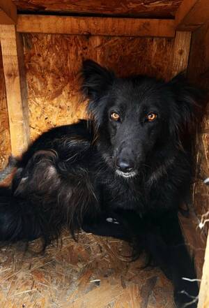 Adopter Lia