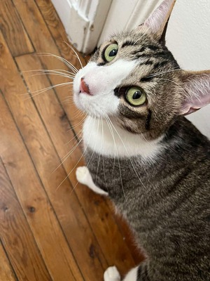 Adopter Mango