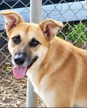 Adopter Leïla
