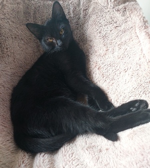 Adopter Opale