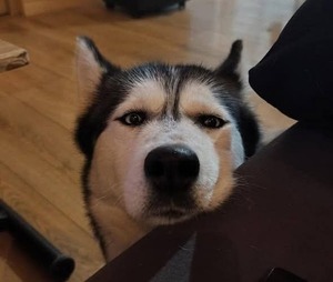 Adopter Maya