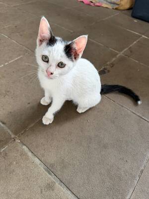 Adopter Charlotte