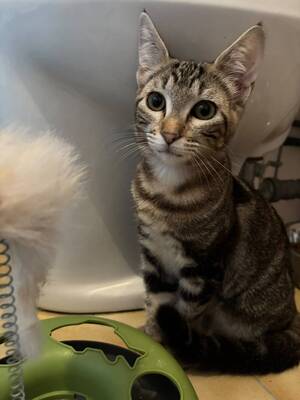 Adopter Starlette