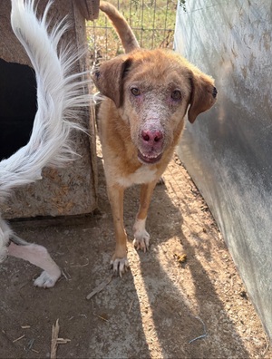Adopter Alison