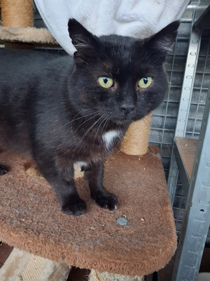 Adopter Jack