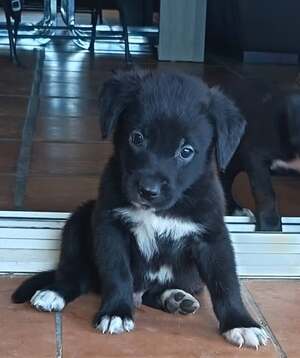 Adopter Tyson