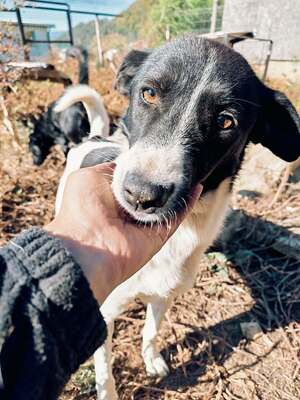 Adopter Lotta