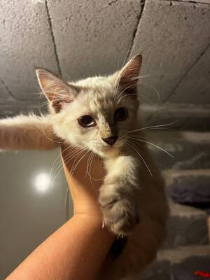 Adopter Plume