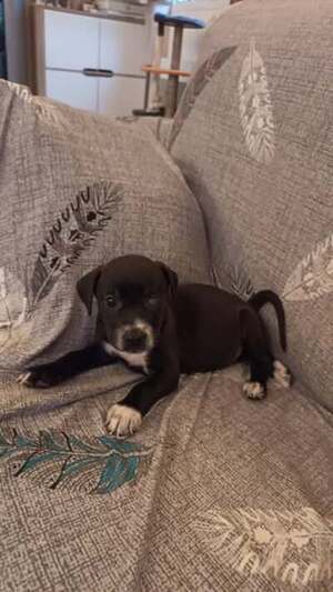 Adopter Nova