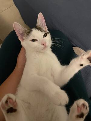 Adopter NAMI