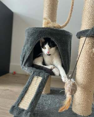 Adopter Buffy