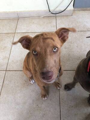 Adopter Tytou