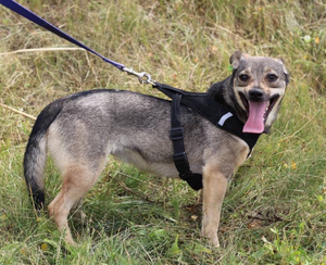 Adopter MOLLY, chien de Ukraine