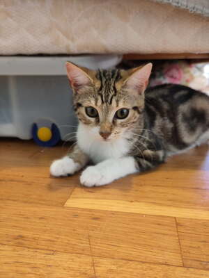 Adopter Savda